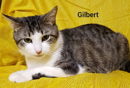 GILBERT