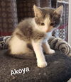 AKOYA