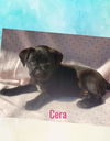 Cera