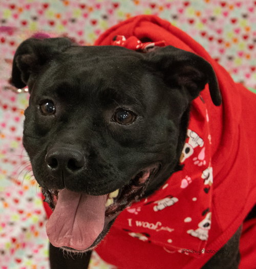 MAZIE FKA DUCKY - Labrador Retriever available for adoption