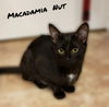 MACADAMIA NUT