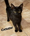 CASHEW