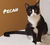 PECAN