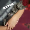 ASTER