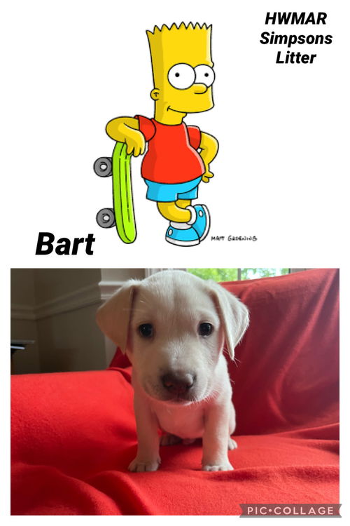 Bart