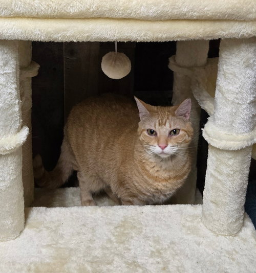 BLOSSOM RUSSO, Adult Domestic Short Hair / Tabby (short coat), cat for adoption in Orland Park, Illinois
