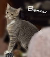 BENNU