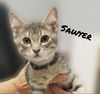 SAWYER