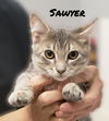 SAWYER