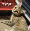 TINA