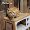 SERRANO