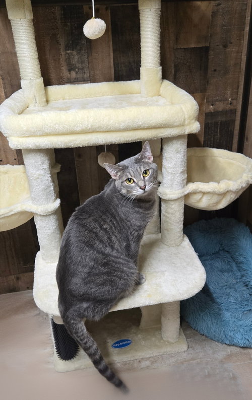 C. CANE, Adult Tabby / Domestic Short Hair (short coat), cat for adoption in Orland Park, Illinois
