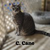 C. CANE