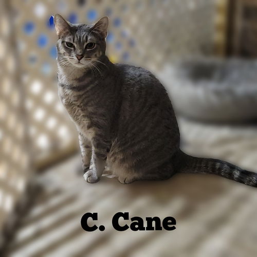 C. CANE