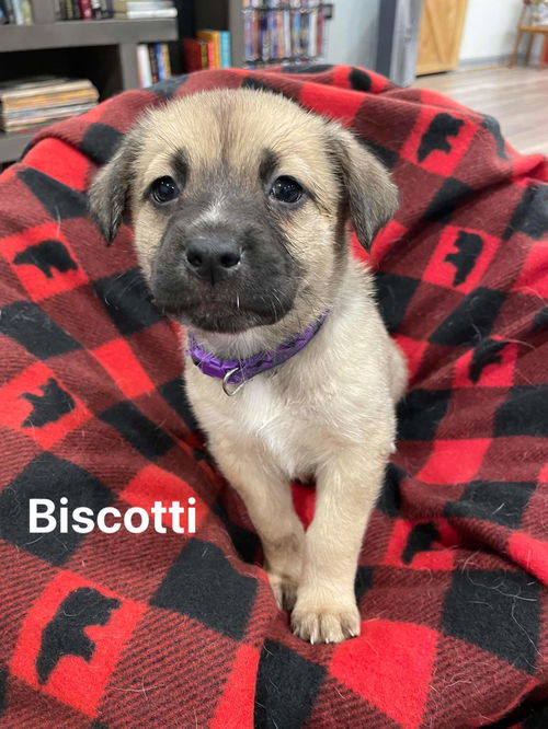 Biscotti