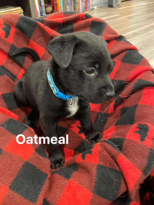 Oatmeal