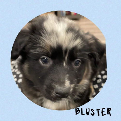 Bluster