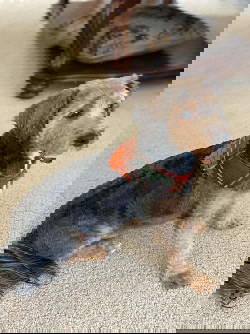 Nemo