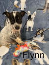 Flynn