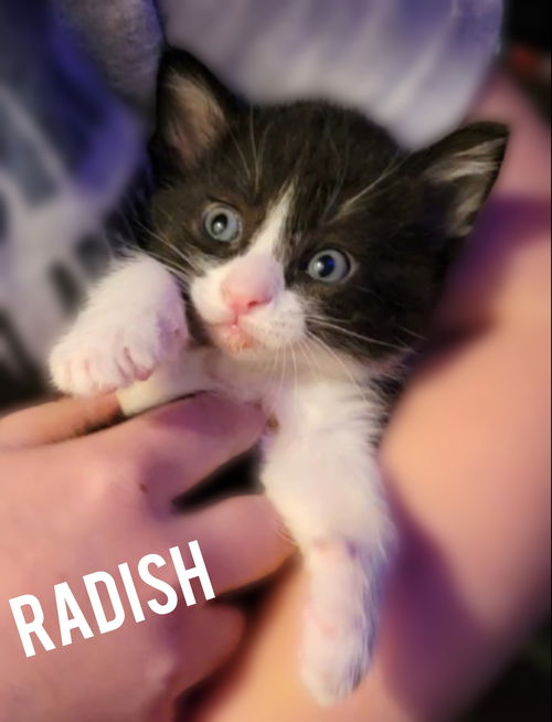 RADISH