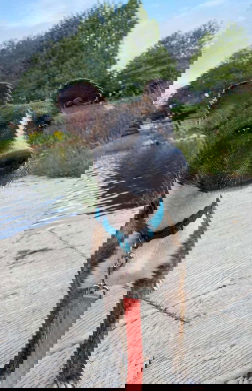 Dan