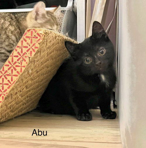 ABU