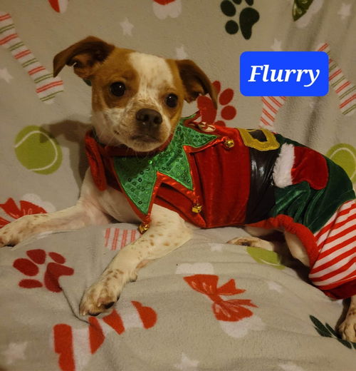 Flurry