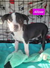Alizae