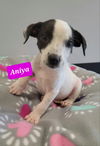 Aniya