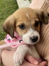 Aggie