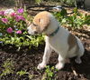 Aggie