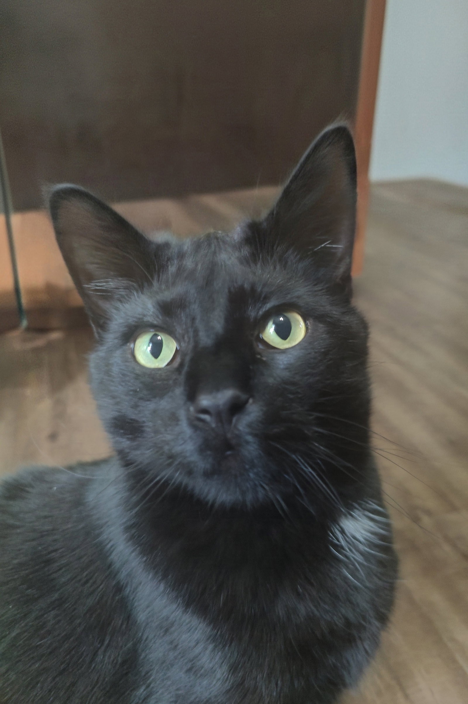 MARSHALL ERIKSEN (Bonded w/ Barney), Domestic Short Hair