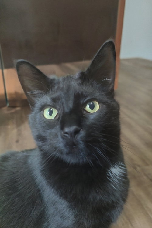 MARSHALL ERIKSEN (Bonded w/ Barney), a cat for adoption from Hoof Woof Meow Animal Rescue