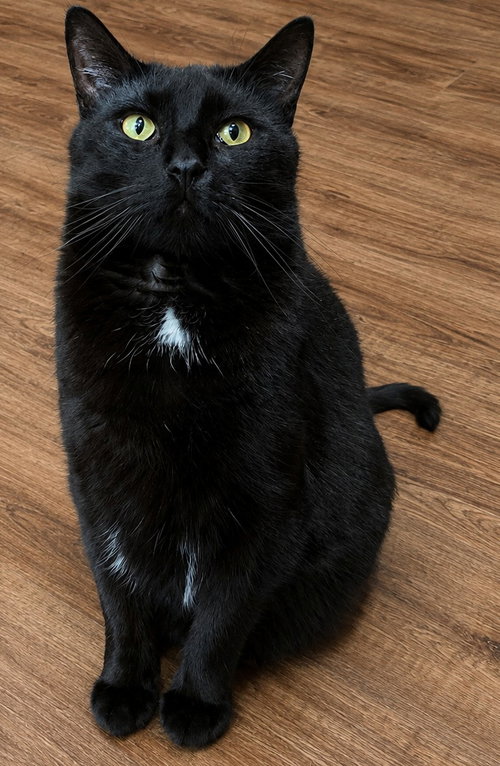 Photo 2 of MARSHALL ERIKSEN (Bonded w/ Barney)