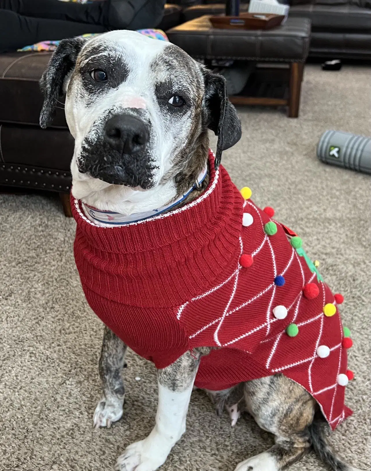 Moxie - Boxer
