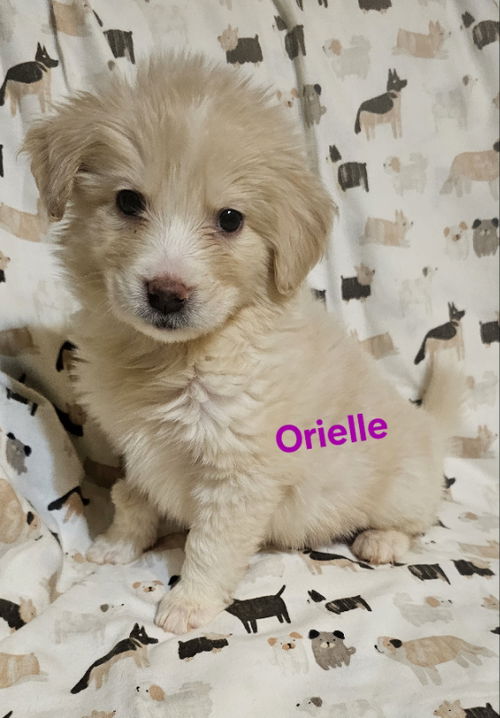 Orielle