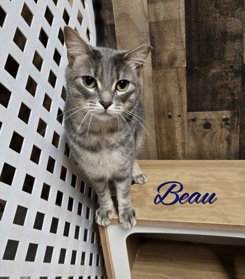 BEAU (Bonded Pair)