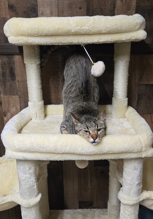 GUS - Tabby available for adoption