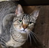 GUS - Photo 1