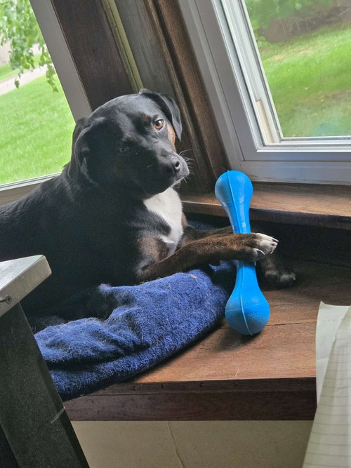 ROCCO FKA DRAGONFLY - Hound available for adoption
