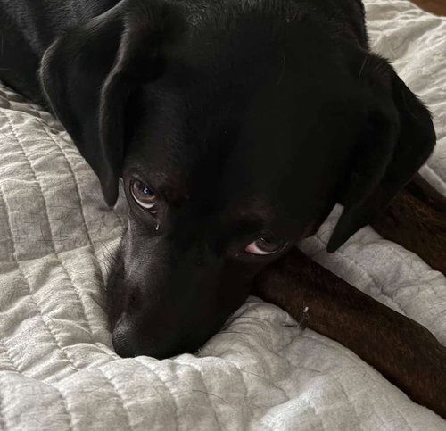 ROCCO FKA DRAGONFLY - Hound available for adoption