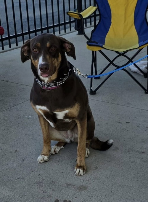 Asher, an adoptable Doberman Pinscher in Elgin, IL