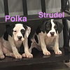 Polka