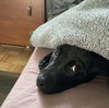 Jenson - Photo 9