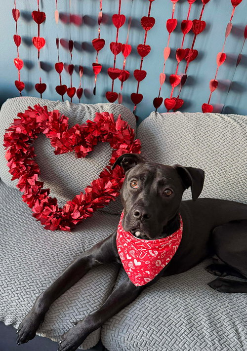 JENSON - Labrador Retriever / Terrier available for adoption