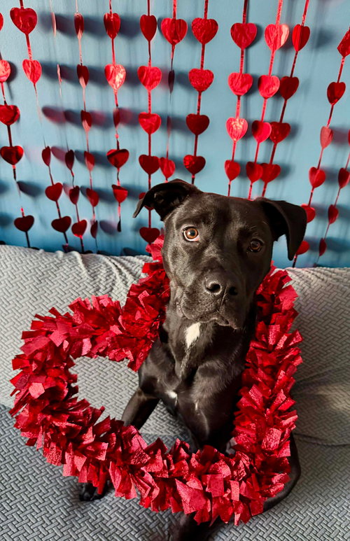 JENSON - Labrador Retriever / Terrier available for adoption