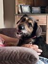Scrappy