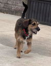 Scrappy