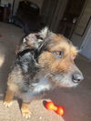 Scrappy