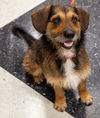 Scrappy